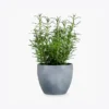 product-image-5_optimized Augue Neque