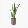 product-image-6_optimized Augue Neque